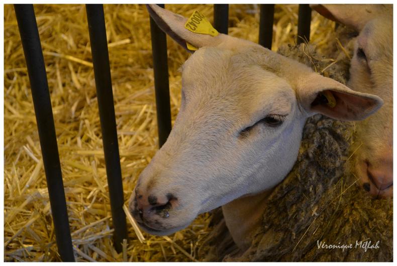 Salon International de l'Agriculture : Le mouton Boulonnais 