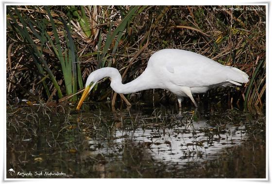 Grande Aigrette