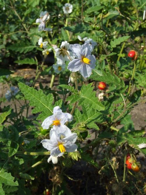 Fleurs cultivées : Morelle de Balbis