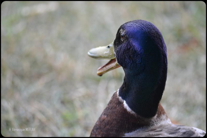Rambouillet : Le canard Colvert