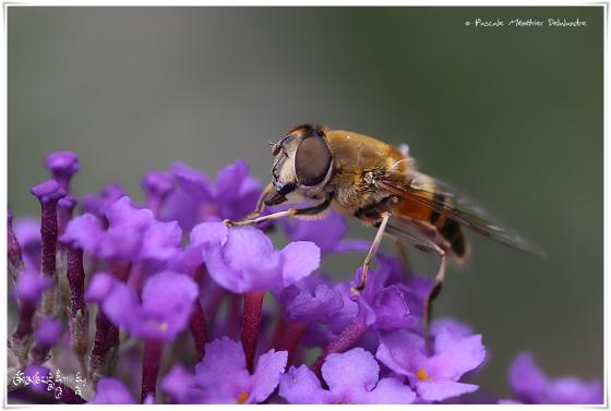 Eristalis tenax - Eristale gluante