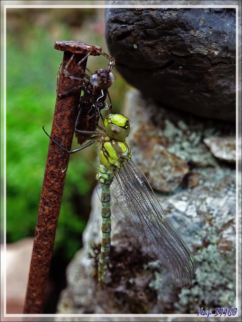 Une Libellule Æschne bleue vient de passer de la phase "larve" à la phase "imago" - Lartigau - Milhas - 31