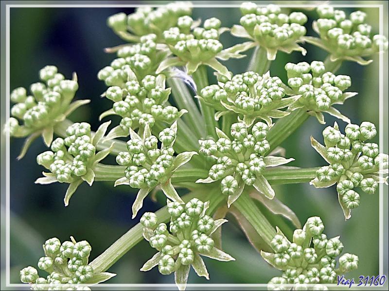 Criste marine, Crithme, Fenouil marin, Perce-pierre (Crithmum maritimum) - Saint-Clément-des-Baleines - Ile de Ré - 17