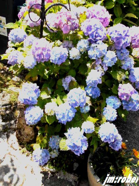 Cette fleur de l'été breton par exellence venue en limousin 