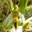 Index illustré orchidées