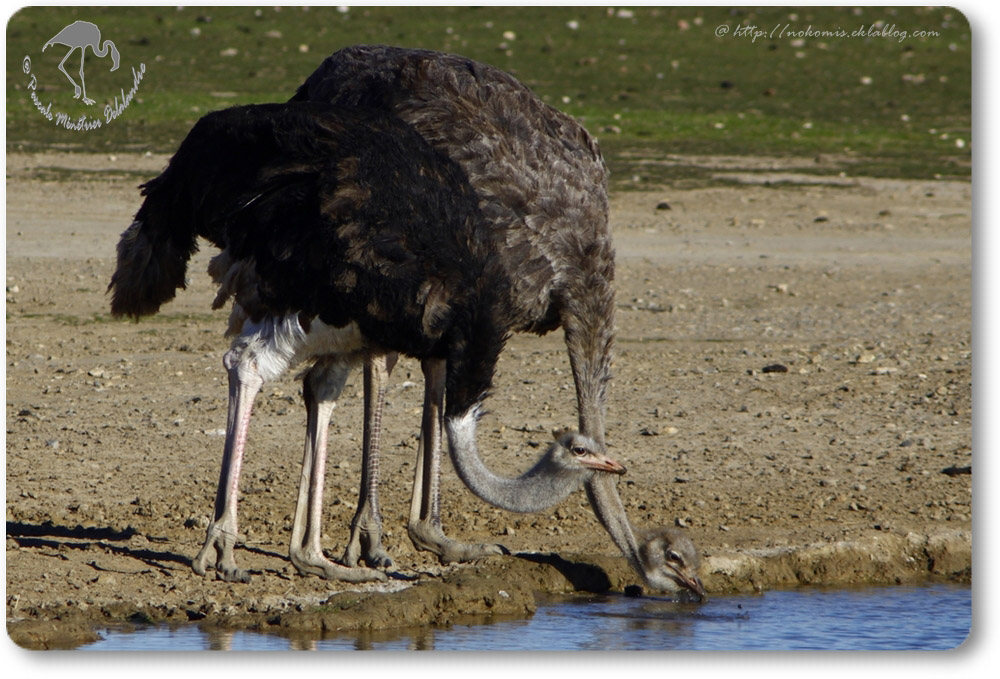 Autruche d'Afrique (Struthio camelus) - Struthioniformes