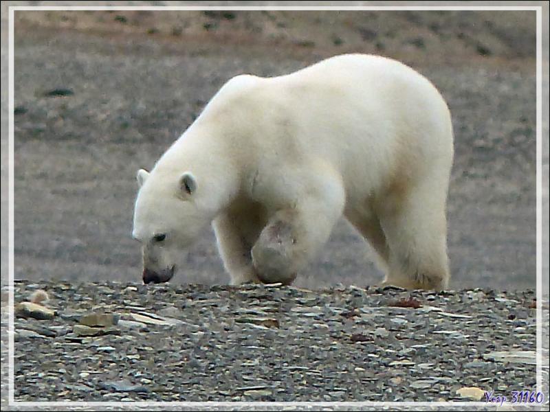 Quelques gros plans de l'ours blanc avant qu'il ne s'éloigne avec son repas dans la gueule (Polar bear) - Creswell Bay - Somerset Island - Nunavut - Canada