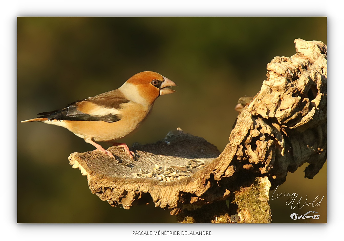 Un Pinson des arbres s'invite à la mangeoire