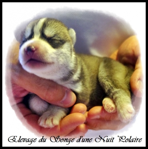 Chiot Husky Mâle (5j)