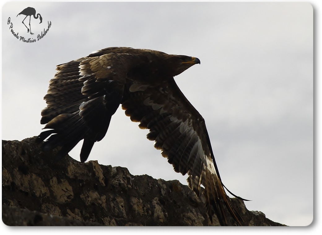 Aigle royal (?) - Décomposé d'une envolée...