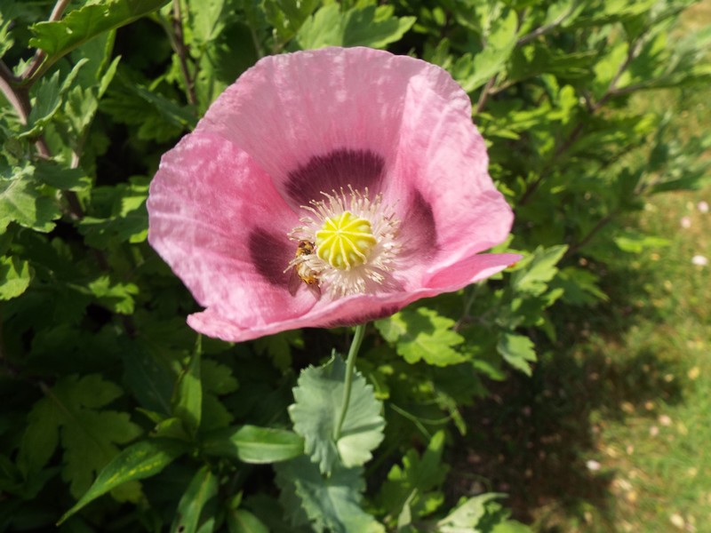 "Du côté jardin" pour ... une pause .