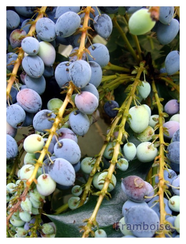 Le Mahonia ou la Mahonie du jardin 
