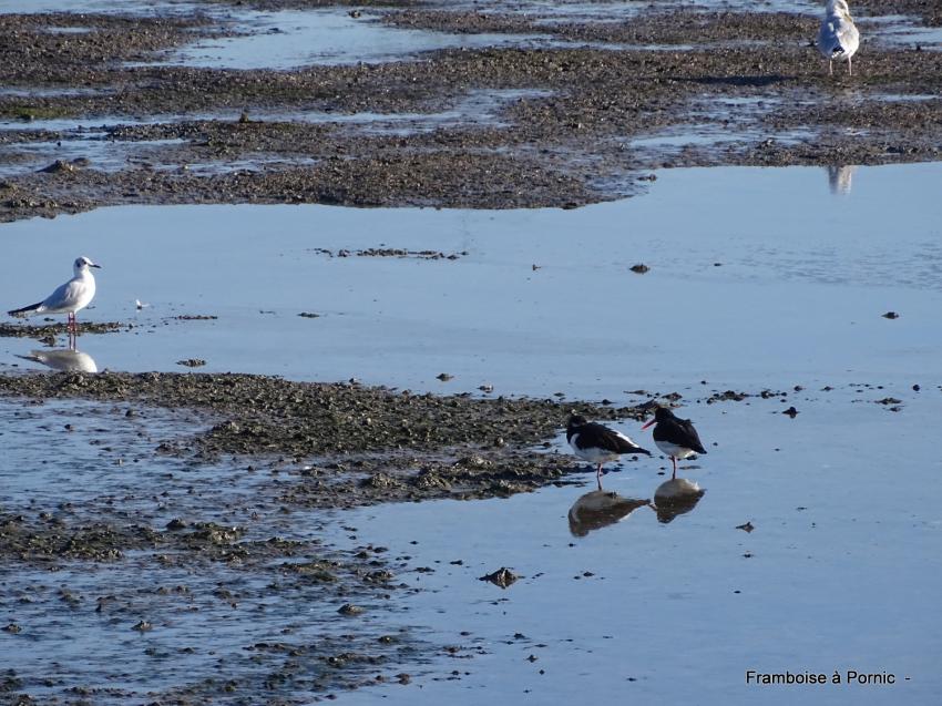 Oiseaux du littoral la Bernerie en retz 2022