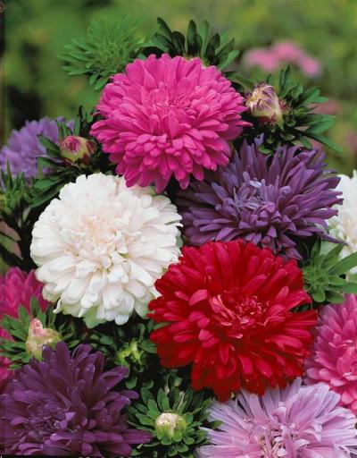 Fleurs de la Toussaint