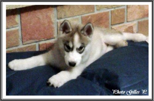 Iska (63 jours)
