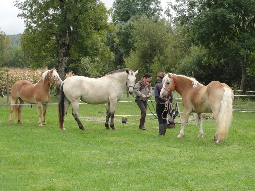 La fête de l'automne 2010 à Leuglay