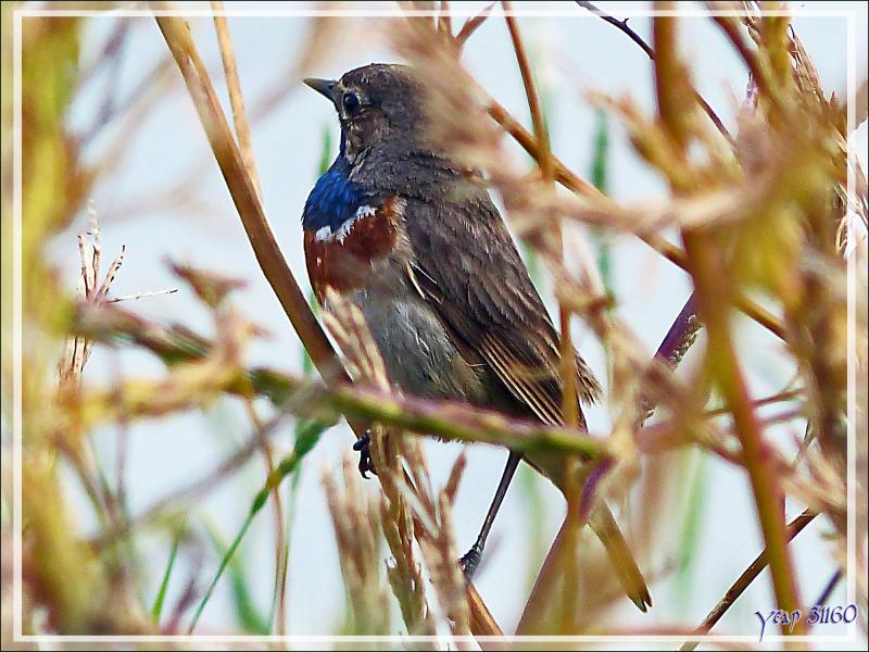 Gorge-bleue à miroir, Bluethroat (Luscinia svecica) - Ars-en-Ré - Ile de Ré - 17