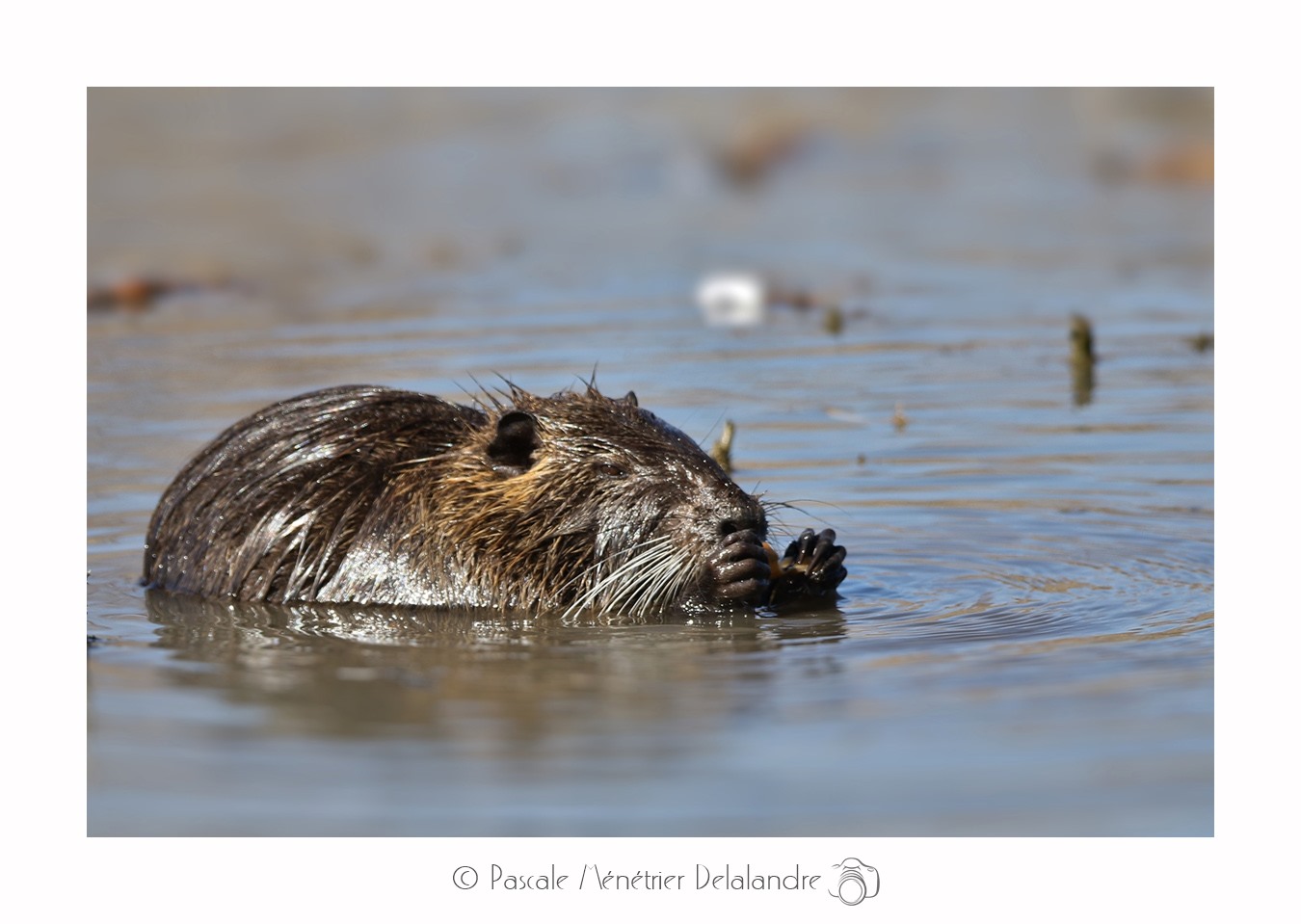 Ragondin (Myocastor coypus)