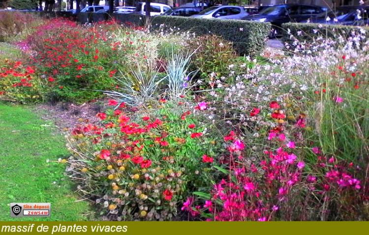 Quelle est la différence entre les plantes vivaces et les arbres