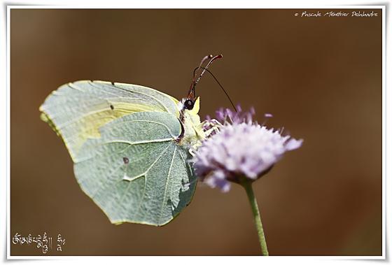 Le Citron de Provence (Gonepteryx cleopatra) - Pieridae