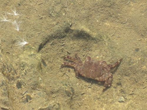 ... comme un poisson dans l'eau...