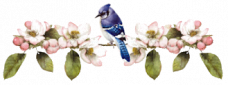 Lady Bird