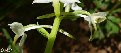 Platanthera bifolia - orchis à deux feuilles