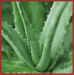 Plantes Energies.