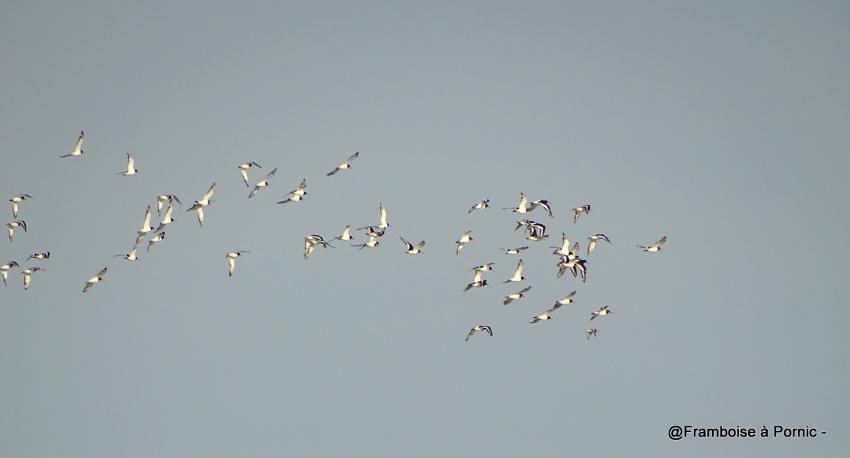 Les oiseaux à la Coupelasse octobre 2018