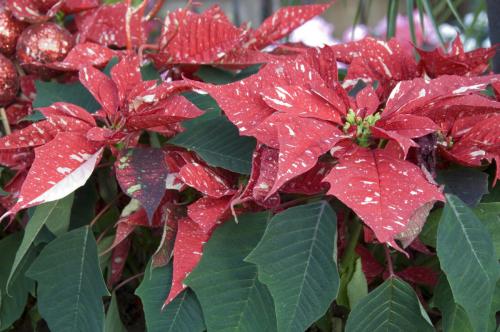 Fleurs cultivées : Poinsettia