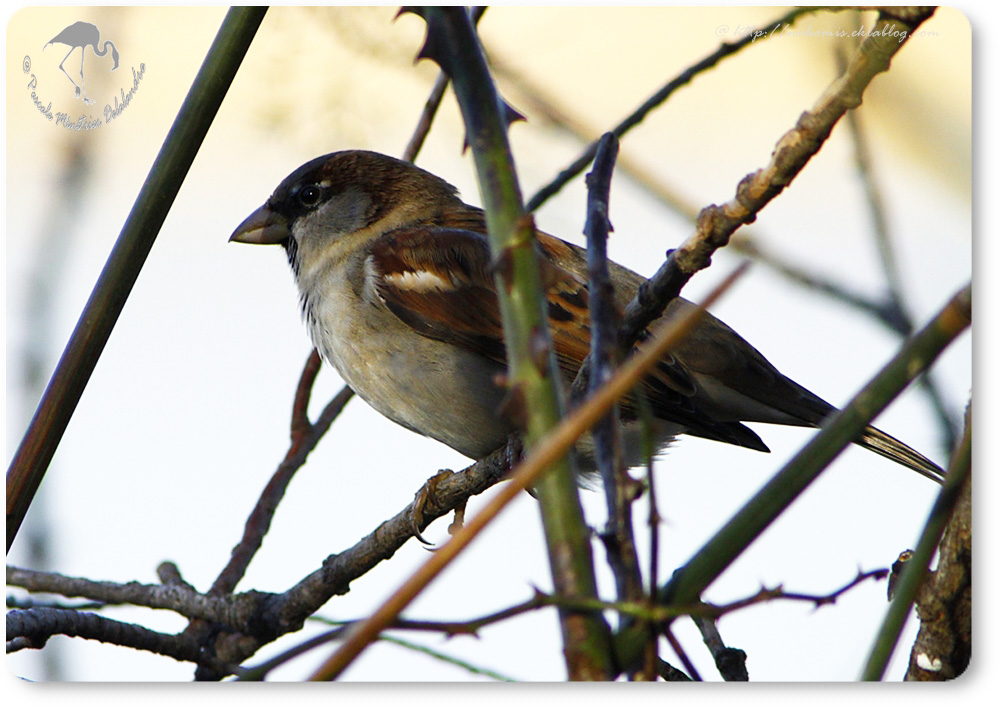 Moineau domestique mâle - Passer domesticus