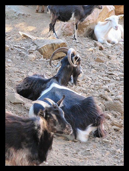 Mes compagnons au fil du temps