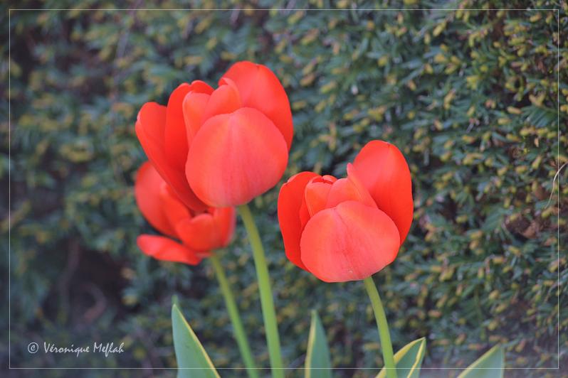 Parc Floral de Paris : des tulipes de toutes les couleurs