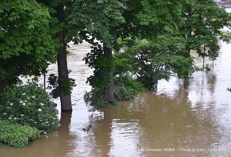 Crue de la Seine, 3 juin 2016 : Le Square du Vert Galant