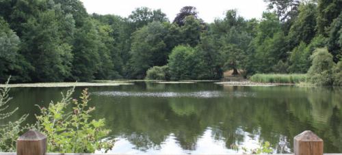 Bois de Saint Cucufa  (Hauts de Seine)