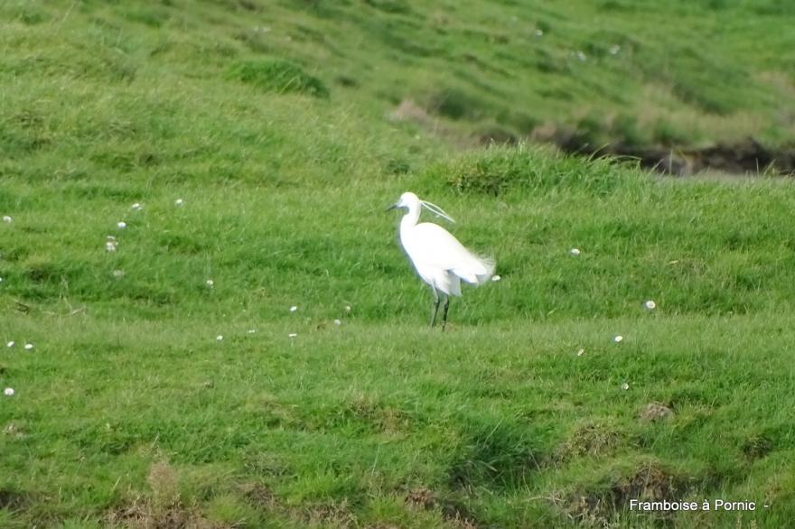 oiseaux Marais de Millac - Bourgneuf en retz - 44 -