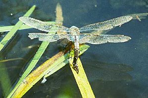 anax