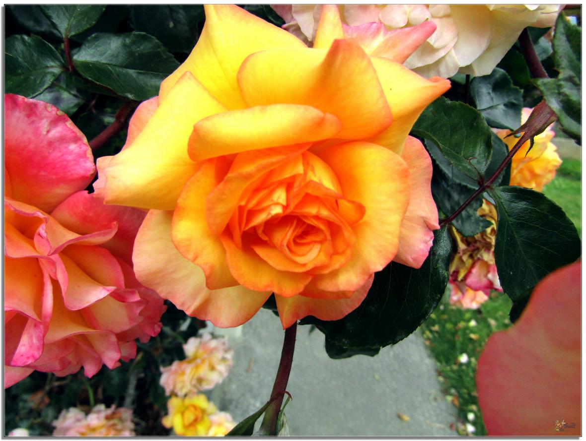 REVENONS AU JARDIN 
