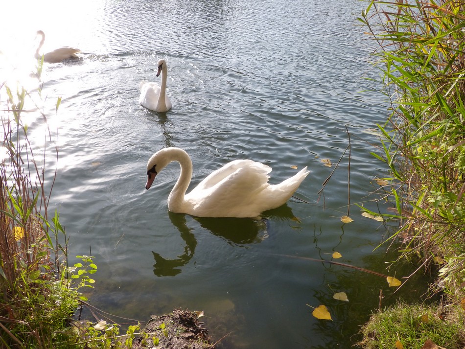 Trésors d'automne chez Anniclick
