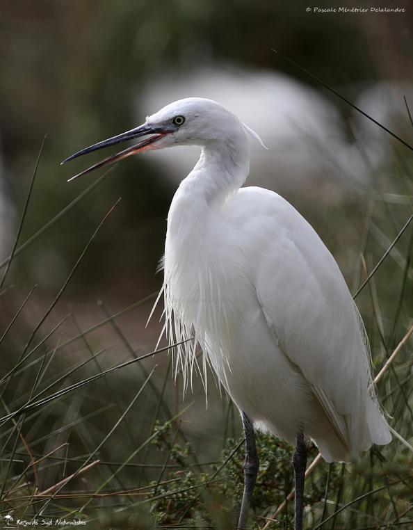 Aigrette garzette diserte...