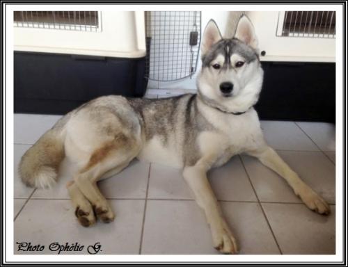 Inooky (2 ans)