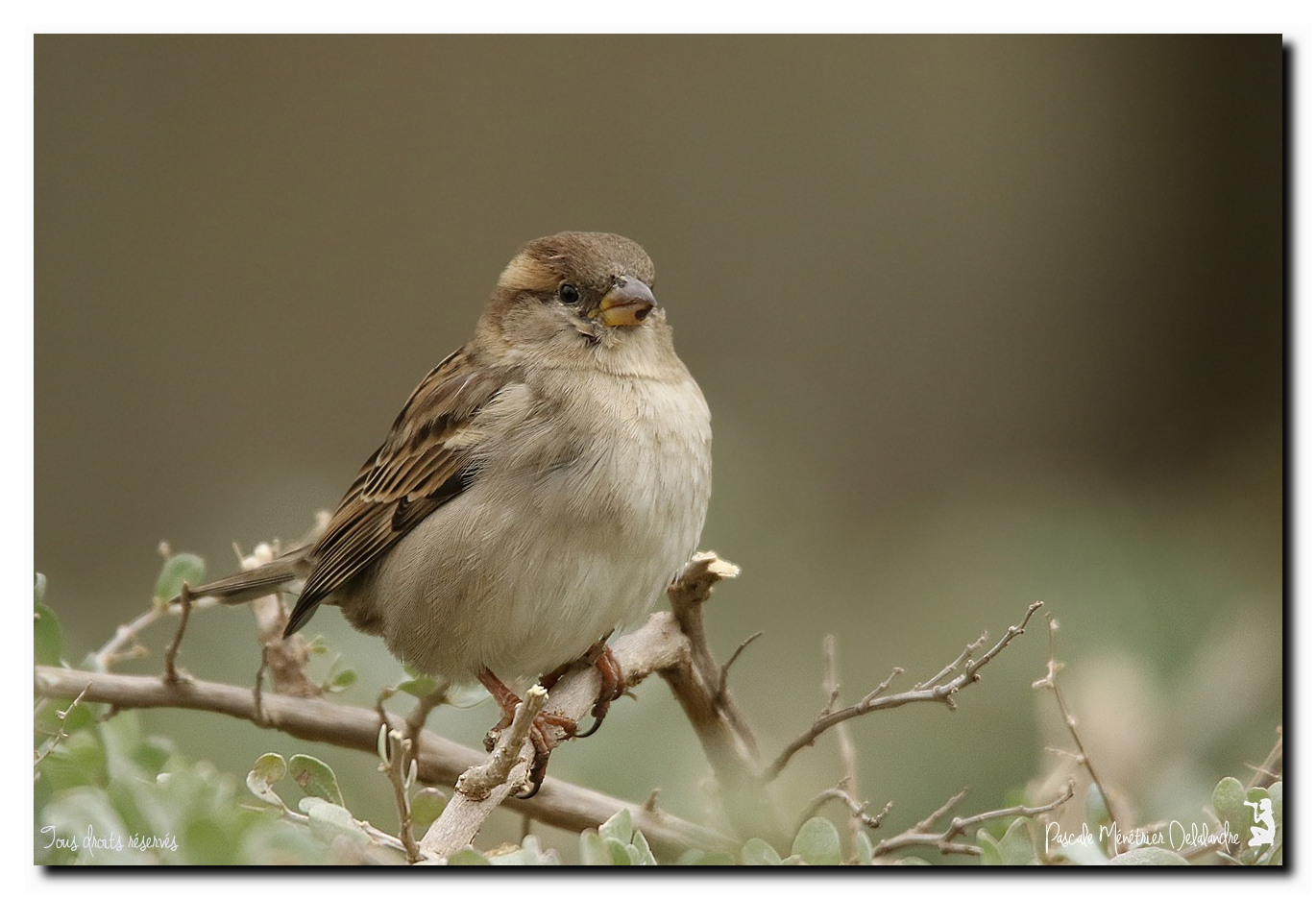 Moineaux domestiques ♀