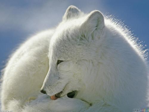 Renard blanc