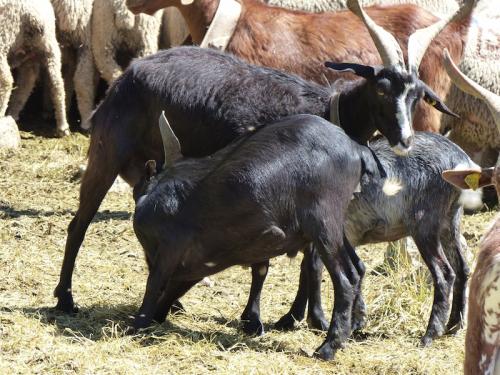 Col de l'Aup (Dévoluy)