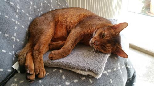 1 ou ....... 2 oreilles !? 