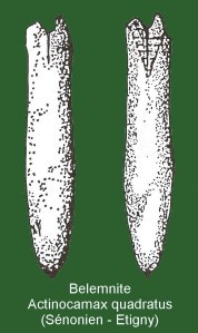 Belemnite