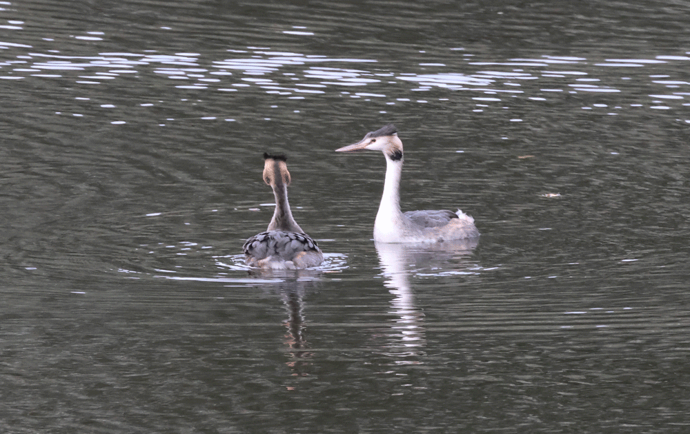 Quelques paires de "gif"