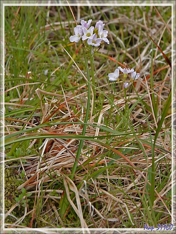 07/06/2023 : nous terminons la journée par le système volcanique de Krisuvik qui s'étend du sulfatare de Seltun au lac de Kleifarvatn - Péninsule de Reykjanes - Islande