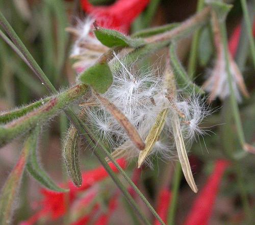 Fleurs cultivées : Epilobe