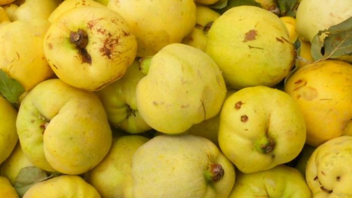 Fruits du mois de septembre